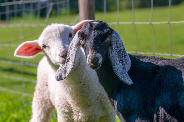 giovane agnello e capra - capra ungulato foto e immagini stock