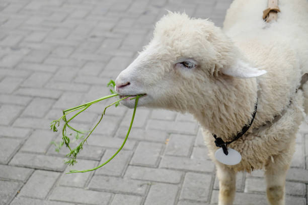 Young lamb eating some vegetables Close up shot of young lamb eating some vegetables in the street eid al adha stock pictures, royalty-free photos & images