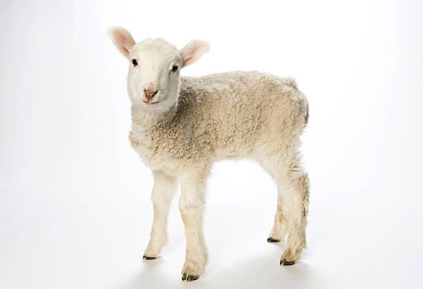 Young lamb on white background looking at camera. stock photo