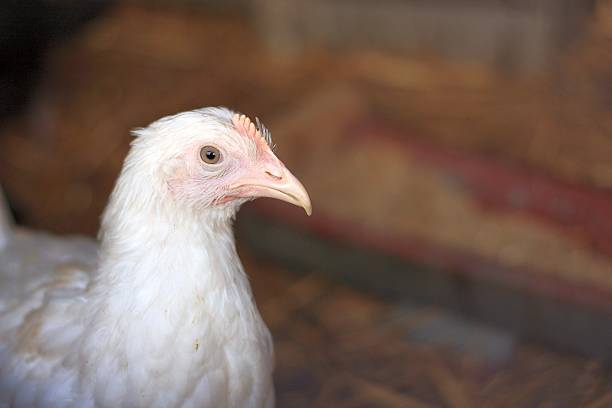Young Leghorn hen closeup portrait Young Leghorn hen closeup portrait white leghorn stock pictures, royalty-free photos & images