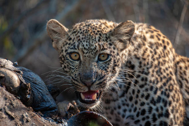 Young Leopard feeding on Buffalo stock photo