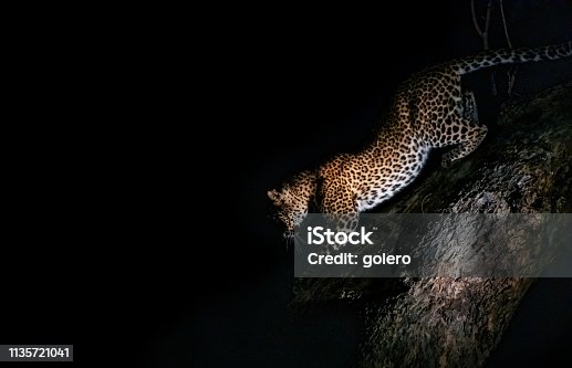 istock young leopard on tree at night 1135721041