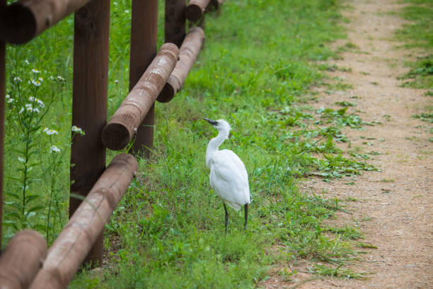 A young "little egret" bird. stock photo