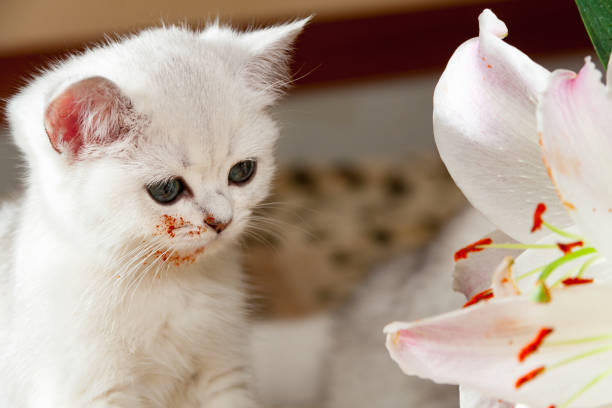 Young little white British cat sitting next to a Lily flower stock photo