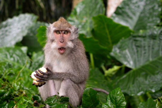 Young Macaque Monkey Eat
