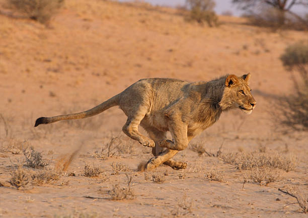 Young male lion running at speed . stock photo