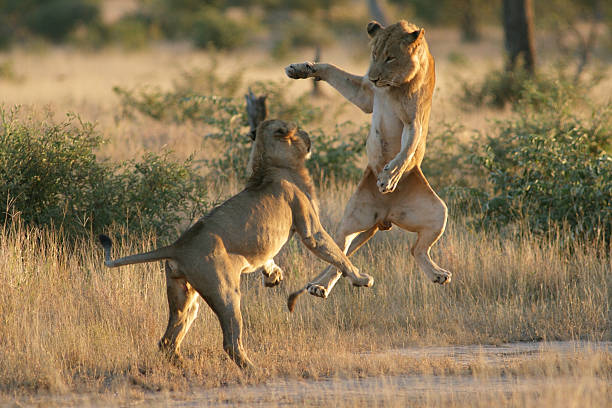 Young male lions playing with each other, jumping into air. stock photo