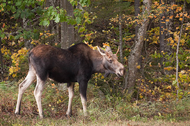 Young Male Moose stock photo