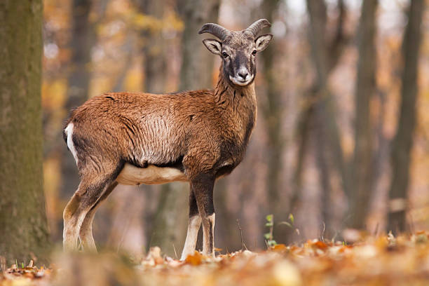 Young male Mouflon in the forest stock photo