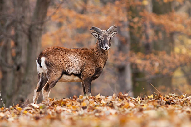 Young male Mouflon in the forest stock photo
