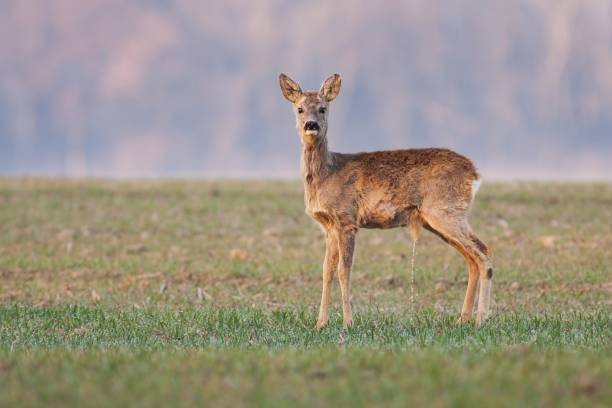 Young male roe deer at sun rise, special moment stock photo