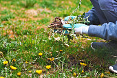 istock Young man hands wearing garden gloves, removing and hand-pulling Dandelions weeds plant permanently from lawn. Spring garden lawn care background. 1384947055