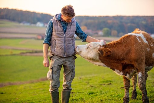 Young man looking at cow in field