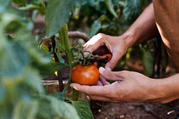 young man picking a tomato from the plant closeup of a young caucasian man picking a tomato with pruning shears from the plant in an organic orchard orchard stock pictures, royalty-free photos & images