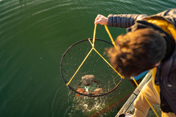 Young man pulls up crab net He has several crabs caught in the net crabbing stock pictures, royalty-free photos & images
