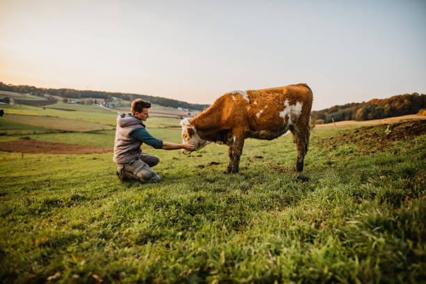Young man standing stroking cow Young man stroking cow in field rancher stock pictures, royalty-free photos & images