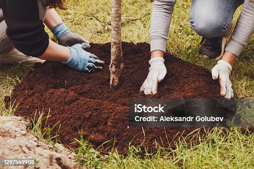 istock Young married couple in work uniform with shovel plant tree sapling in ground 1297549908