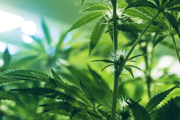 Young medical marijuana plants growing indoors under artificial lights stock photo