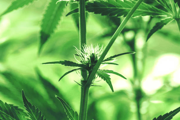 Young medical recreational flowering cannabis marijuana plant stock photo