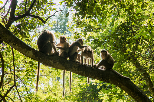 A wide-view shot of a small group of young monkeys relaxing in a forest on a bright day in Kerala, India. They are picking lice from eachother, they are high up sitting on a branch.