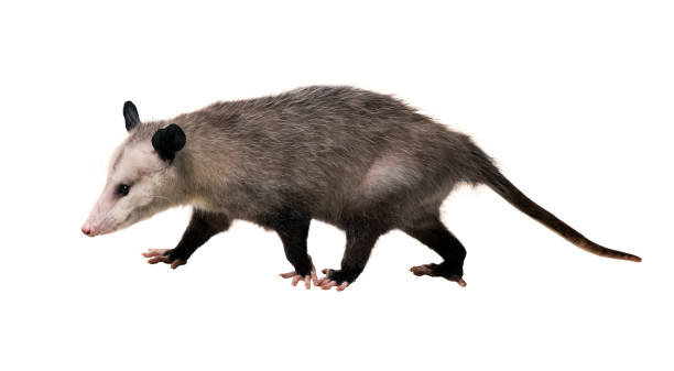 Young North American opossum (Didelphis virginiana) goes on a white background. Isolated Young North American opossum (Didelphis virginiana) goes on a white background. Isolated opossum stock pictures, royalty-free photos & images
