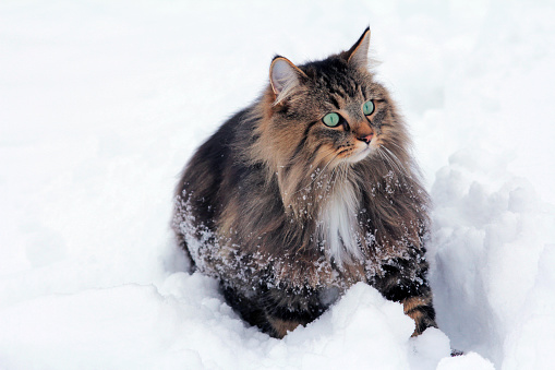 Young Norwegian Forest Cat In The Snow Stock Photo ...