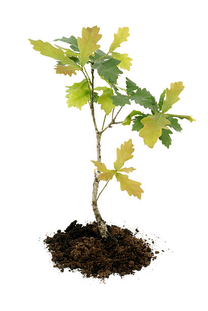 young oak oak sapling on white background sapling stock pictures, royalty-free photos & images