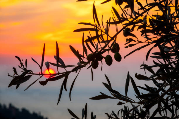 Young olives hang on tree at sunrise stock photo
