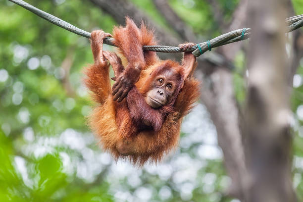 jonge orang-oetan zwaaien op een touw - dierentuin stockfoto's en -beelden