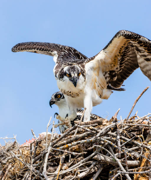 Young Osprey stock photo