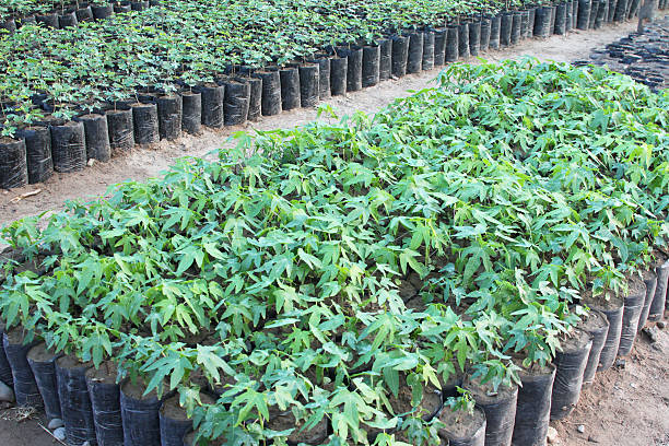 Young Papaya Trees in Nursery stock photo