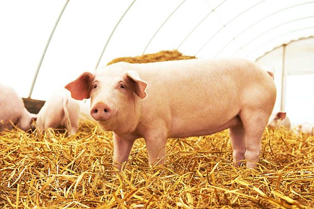 Young piglet at pig breeding farm stock photo