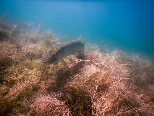 young pike hovers over a seagrass and looks to the camera - zoetwaterkwal stockfoto's en -beelden