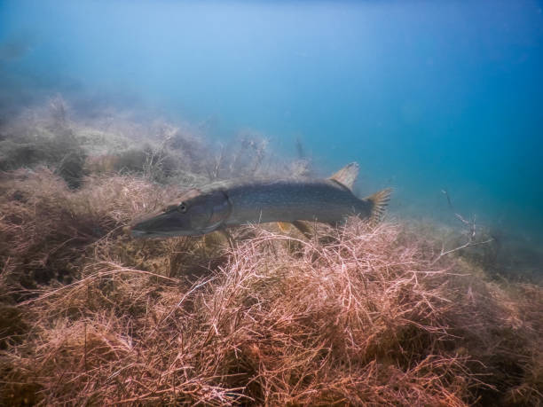 young pike hovers over seagrass in blue water - zoetwaterkwal stockfoto's en -beelden