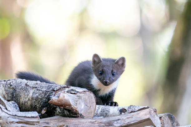 A young pine marten is laying down on a woodpile stock photo