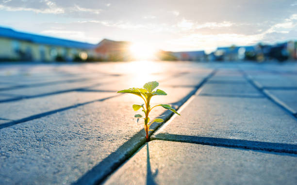 Young plant growing from brick road stock photo
