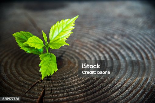 istock Young plant growing from old stump 625977726