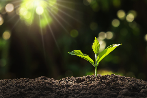 Young Plant Growing In Garden With Sunlight Stock Photo - Download ...