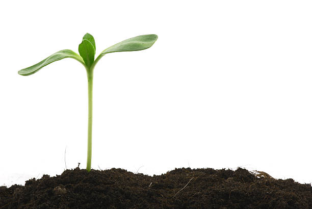 Young plant standing tall above the soil  Young plant on white background seedling stock pictures, royalty-free photos & images