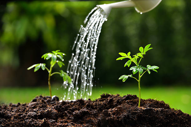 Young plants Sprouts watered from a watering can( focus on right plant ) watering stock pictures, royalty-free photos & images