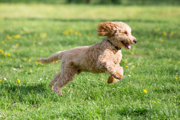 Young poodle running and jumping joyfully in a meadow. Apricot poodle in spring playing on the flower meadow, Vienna, Austria poodle stock pictures, royalty-free photos & images