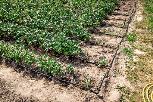 Young potatoes growing in the field are connected to drip irrigation. Agriculture landscape. Rural plantations. Agricultural theme