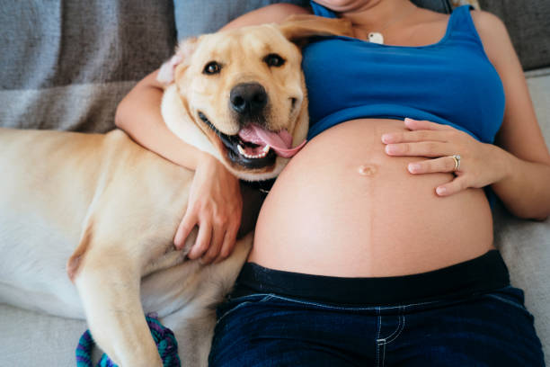 Young Pregnant Woman Lying On Bed With Dog stock photo