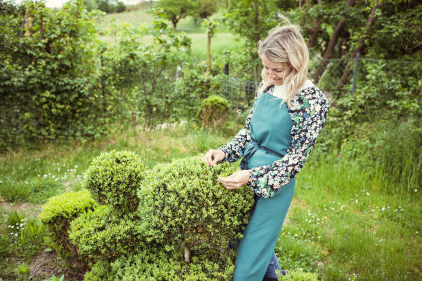 young pretty blonde gardener with green apron and blue rubber boots and shirt with floral motifs examines buxus trees, boxtrees, boxwood stock photo