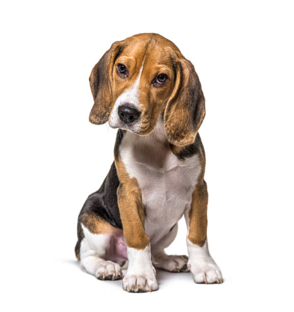 Young puppy three months old Beagles dog sitting, isolated stock photo
