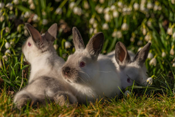 Young rabbits in green grass with snowflake and sunrise light stock photo