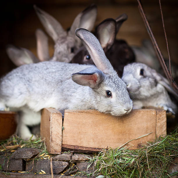 Young rabbits popping out of a hutch Bunnies popping out of a hutch (European Rabbit - Oryctolagus cuniculus) rabbit hutch stock pictures, royalty-free photos & images