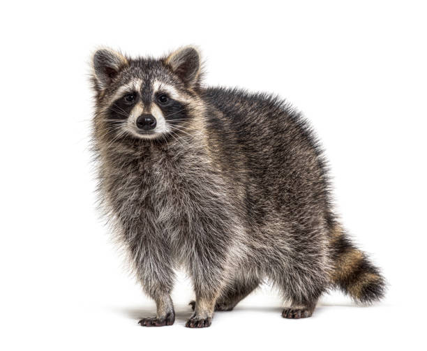 Young Raccoon standing in front and facing at the camera isolated on white stock photo