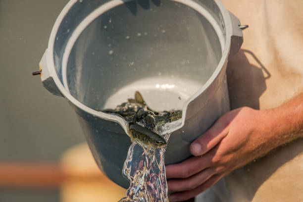 Young rainbow trout being counted and poured into a fish hatchery holding tank At a national fish hatchery, young trout are poured from a bucket into holding tank fish hatchery stock pictures, royalty-free photos & images