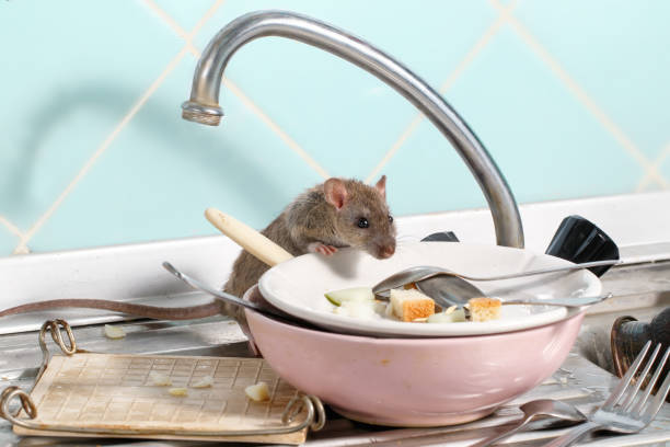 Young rat climbs into the dish with the leftovers of food on a plate on sink at the kitchen. stock photo